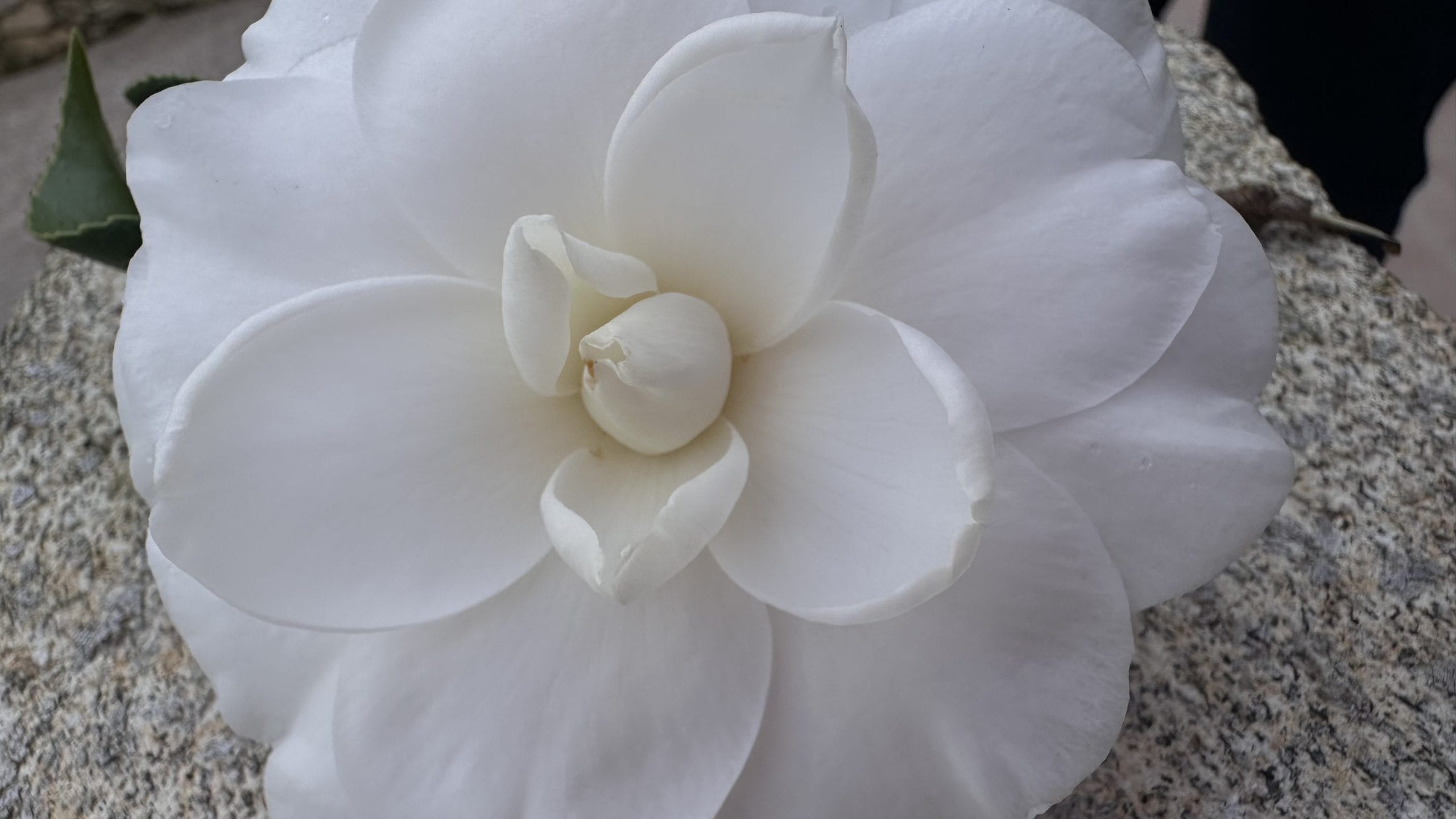 Propiedades del aceite de camelia en manicura y pedicura